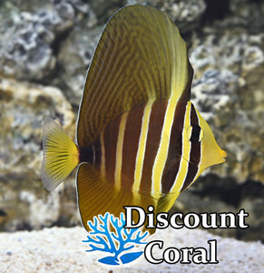 Sailfin Tang - Zebrasoma Veliferum