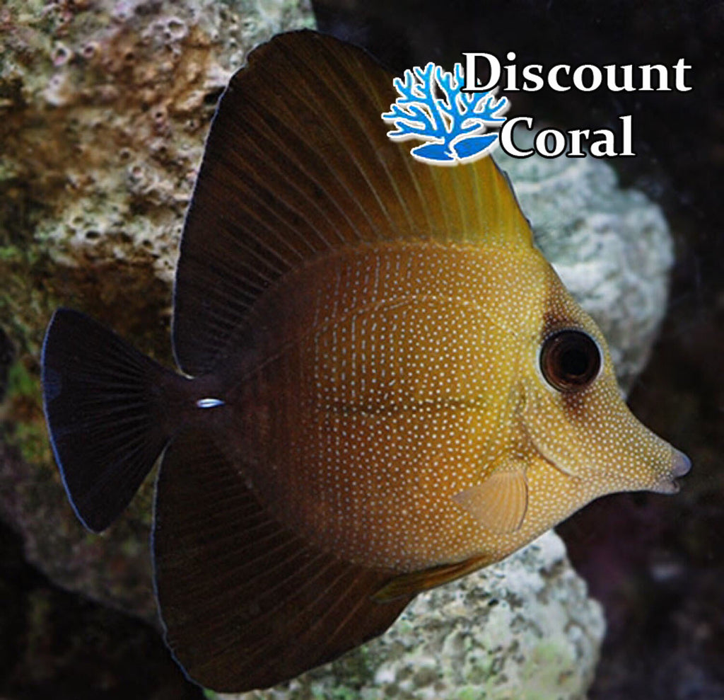 Scopas Tang