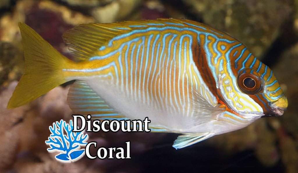 Rabbitfish Fish – discountcoral