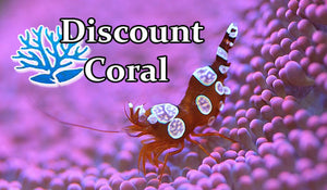 Sexy Anemone Shrimp