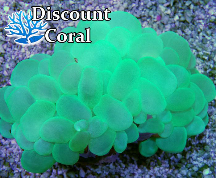 Neon Green Bubble Coral