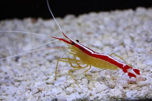 Skunk Cleaner Shrimp for Sale