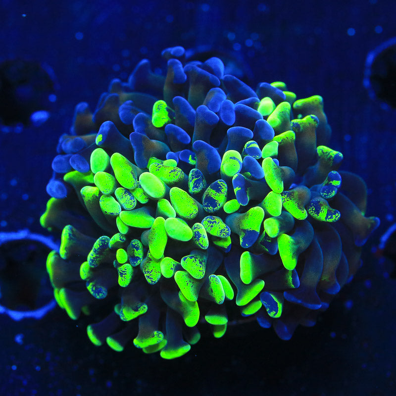 Splatter Hammer Coral