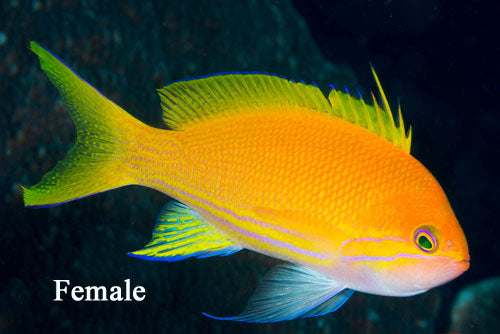 Pink Squareback Anthias Fish for Sale - Male