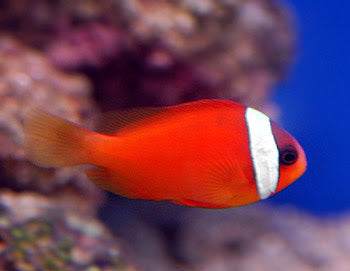 Tomato Clownfish for Sale