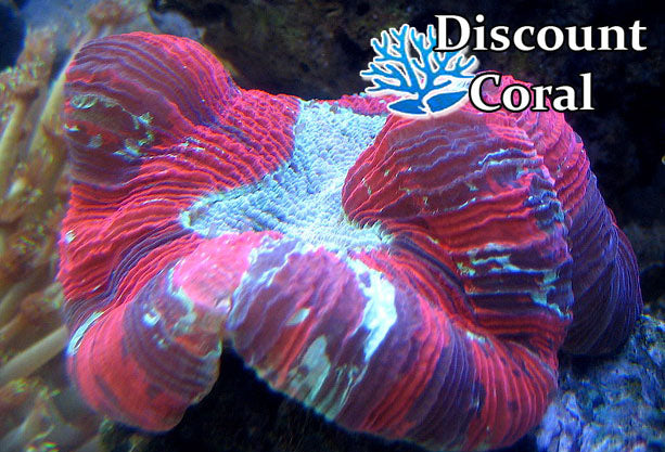 Trachyphyllia Indo Splater Brain Coral