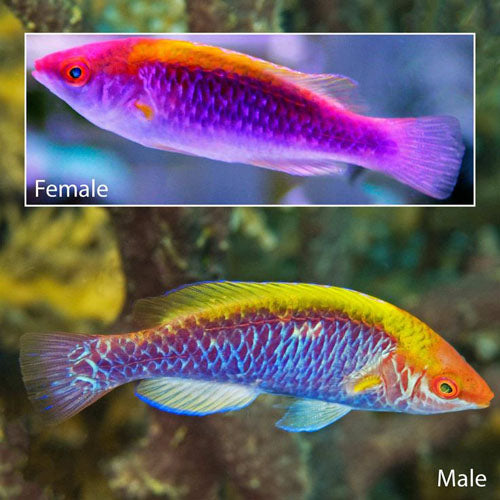 Tricolor Fairy Wrasse Male