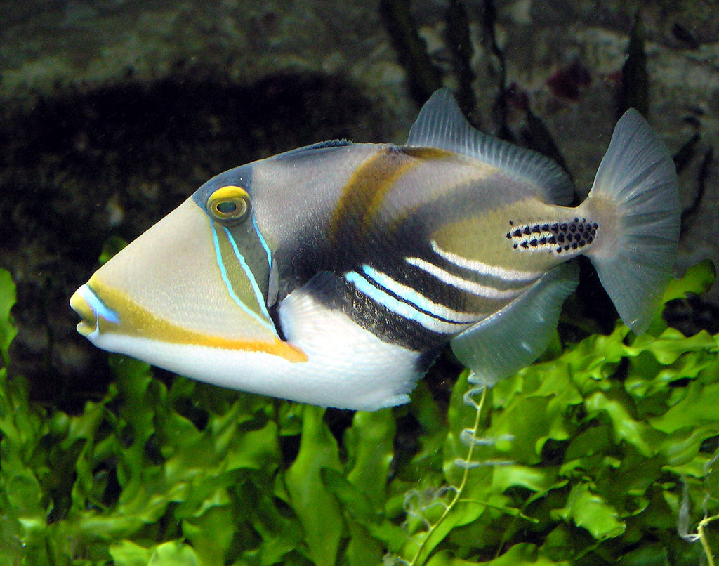 Huma Huma Triggerfish for Sale