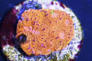 Orange Fanta Chalice Coral