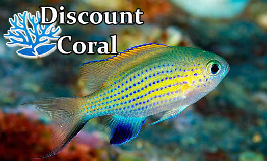 Vanderbilt Chromis Damselfish