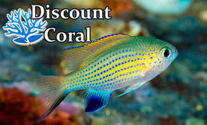 Vanderbilt Chromis Damselfish