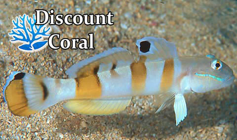 Tiger Watchman Goby