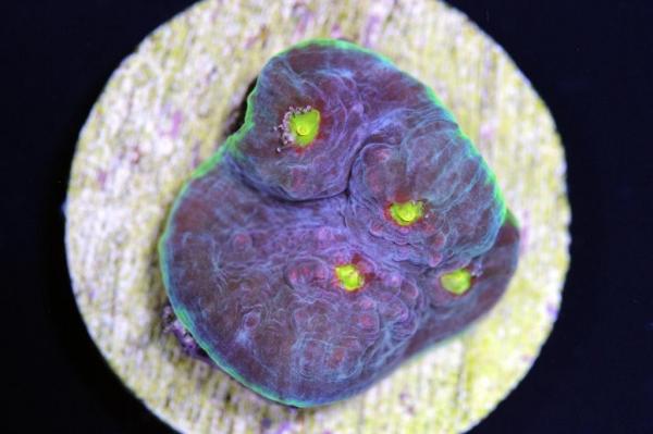 Watermelon Chalice Frags