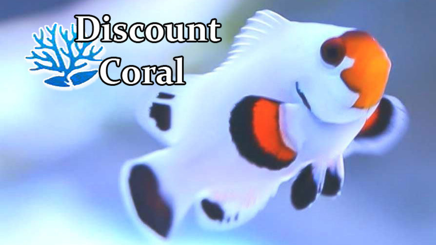 Wyoming White Clownfish