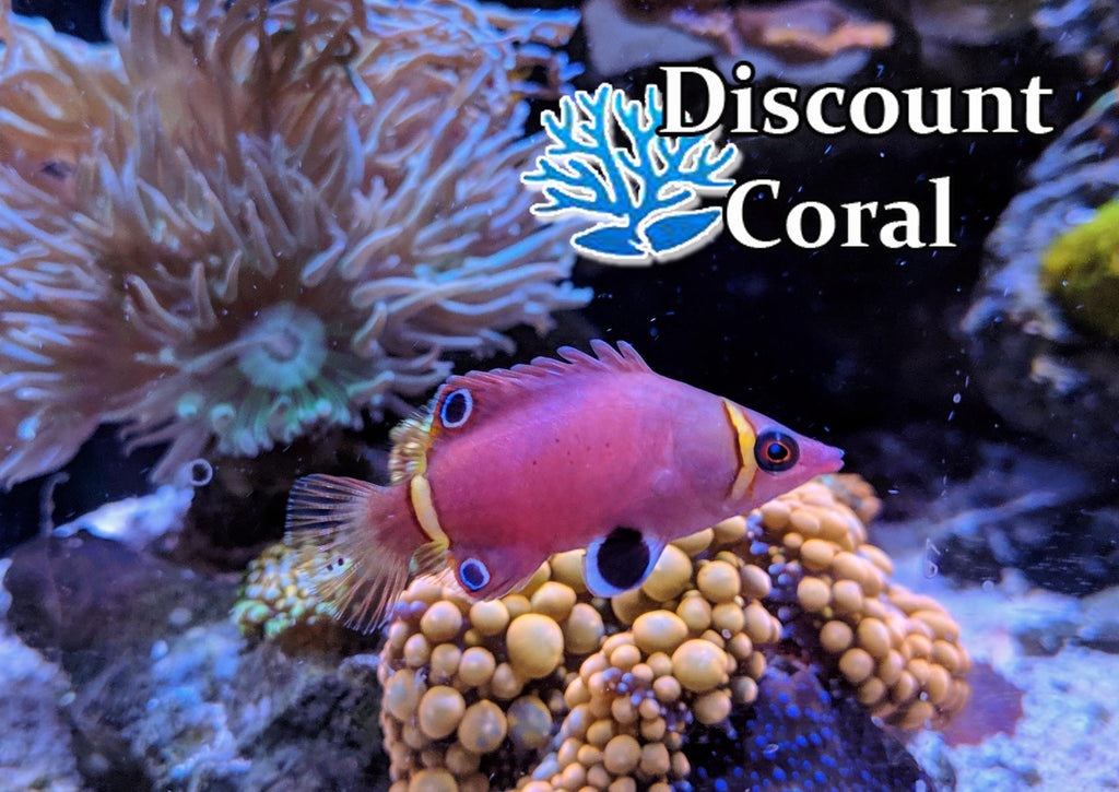 Yellow Banded Possum Wrasse