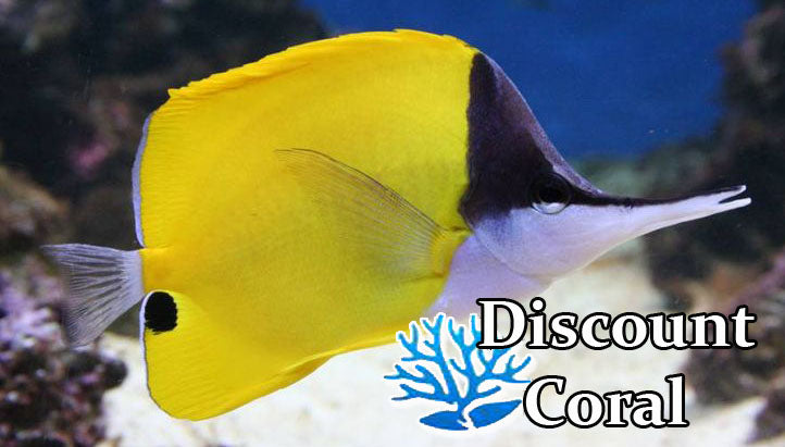Yellow Longnose Butterfly