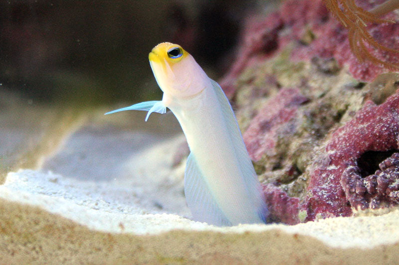 Yellowhead Jawfish for Sale