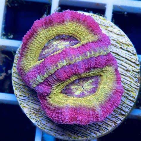 Tokyo Tart Acan Lord Frag