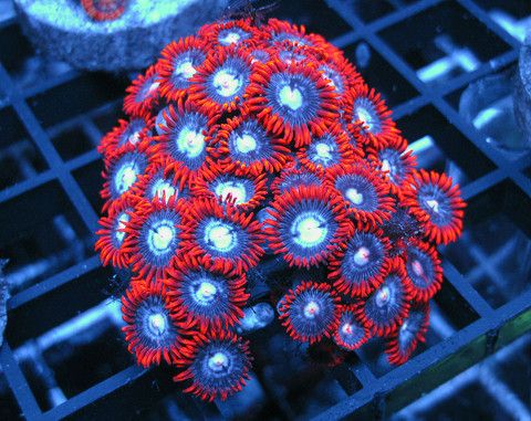 Alpha Omega Zoa Frags for Sale