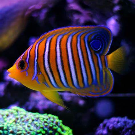 Royal Angel Fish For Sale