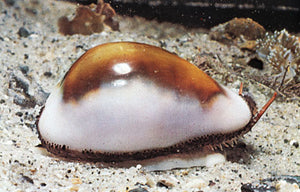Nassarius Snails for Sale