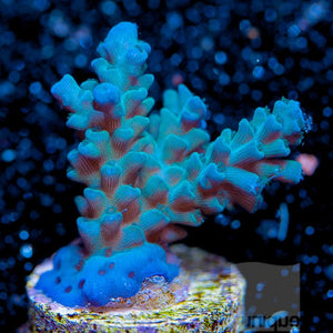 Aqua Blue Acropora Coral Frags for Sale
