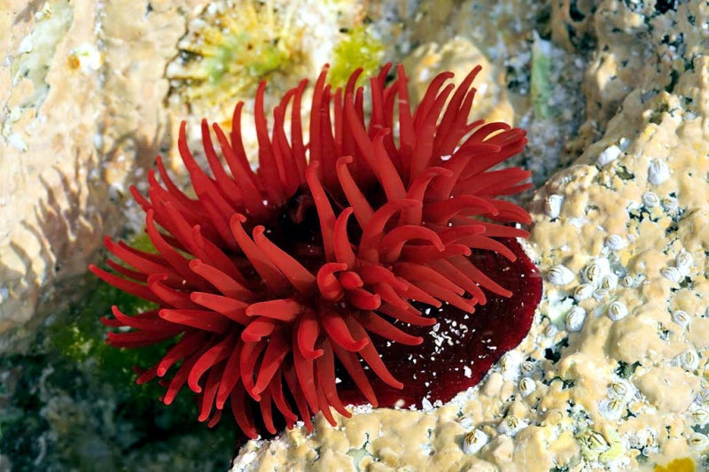 Red Sea Anemone for Sale
