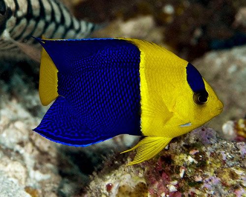 Bicolor Angelfish for Sale