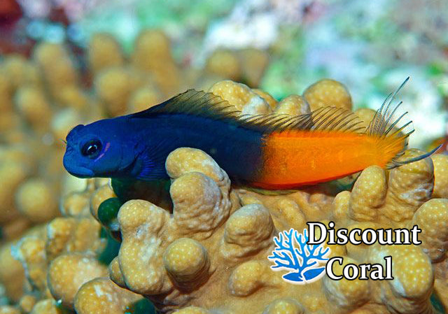 Bicolor Blenny for Sale