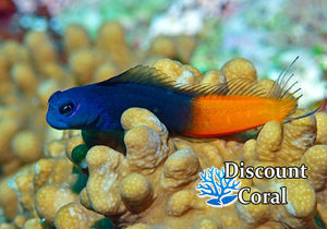 Bicolor Blenny for Sale