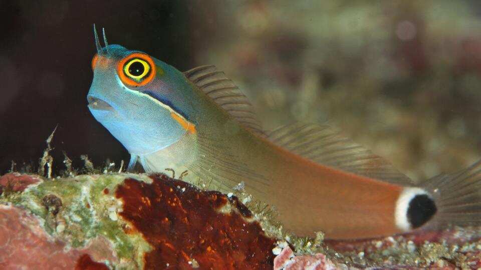 Tail Spot Blenny for Sale