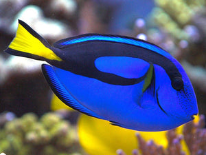 Blue Hippo Tang for Sale