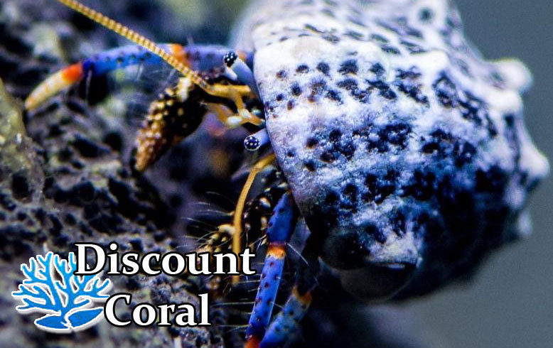 Blue Leg Hermit Crabs