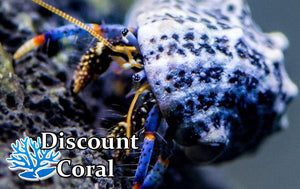 Blue Leg Hermit Crabs