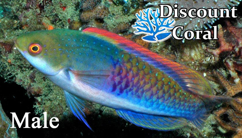 Blue Sided Fairy Wrasse Male
