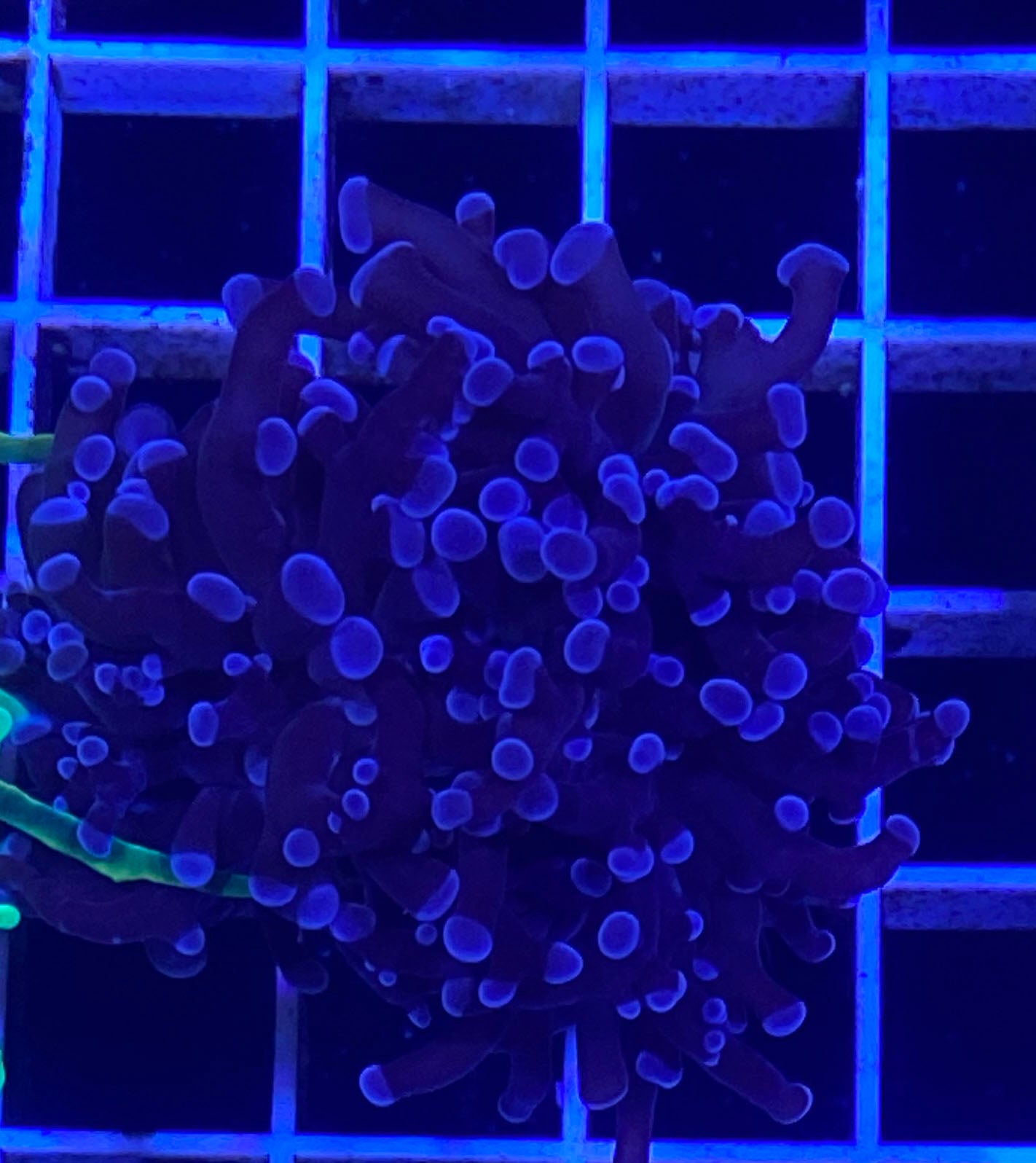 Blue Tip FrogSpawn Euphyllia