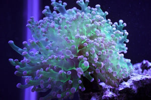 Branching Purple Tip Frogspawn for Sale