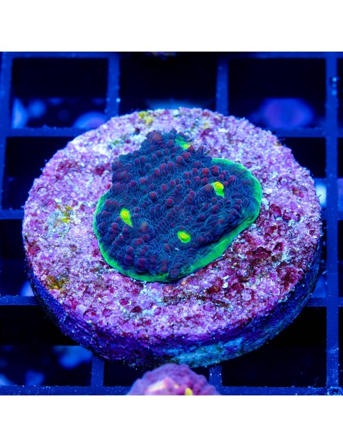 Watermelon Chalice Frags