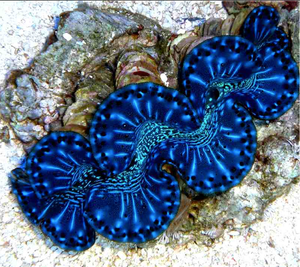 Blue Maxima Clams for Sale