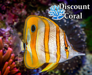 Copperband Butterfly