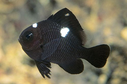 Domino Damsel Fish for Sale