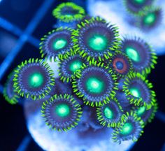 Dragon Eye Zoa Coral Frags for Sale