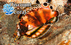 Dwarf Twinspot Lionfish