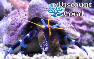 Electric Blue Hermit Crab