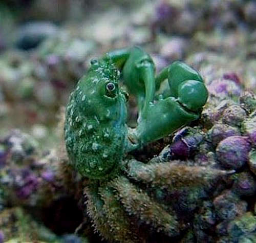 Emerald Crabs for Sale