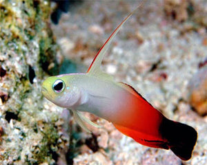 Firefish Dartfish for Sale