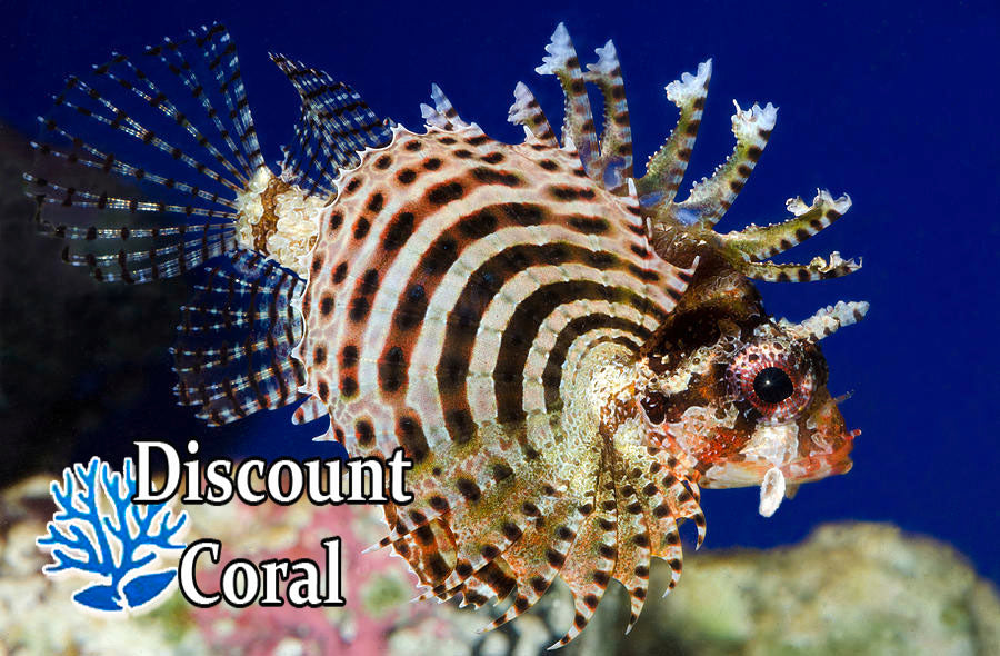 Lion Fish Roa Dwarf Lionfish