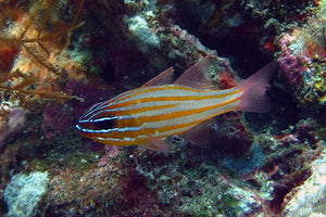 Gold Striped Cardinal Fish for Sale