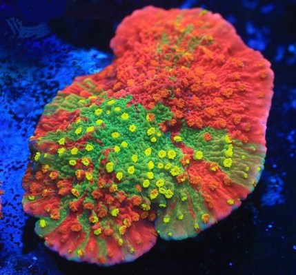 Grafted Sunfire Montipora Frags