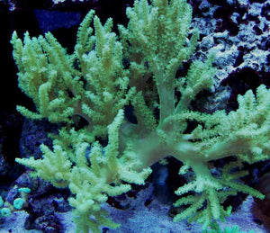 Green Kenya Tree Coral frags for Sale